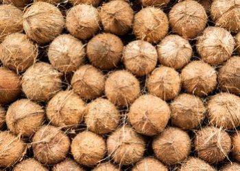 అంబురామేశ్వర ఆలయం జాతరలో కొబ్బరికాయల విక్రయానికి వేలం