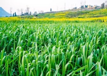 రైతులు సాగు వివరాలు నమోదు చేసుకోవాలి