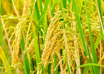 మంబాపూర్ కొనుగోలు కేంద్రంలో 10,746 క్వింటాళ్ల ధాన్యం సేకరణ