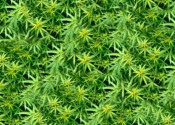 గంజాయి సాగు చేస్తే జైలుకే.. సీఐ హెచ్చరిక